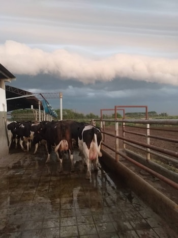 Vilma dice que se trata