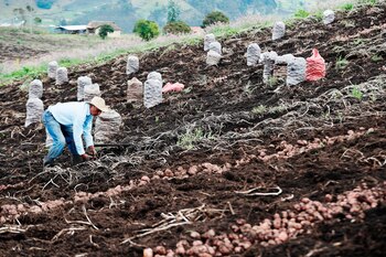 Campesinos trabajan en un cultivo de papa sobre la vía que une a las ciudades de Bogotá y Tunja, en Ventaquemada (Colombia). Fotografía de archivo. EFE/Carlos Ortega
