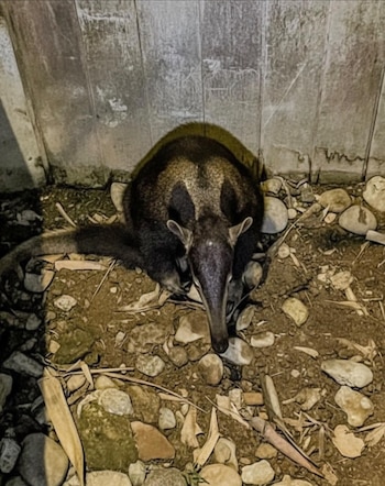 El animal fue visto en