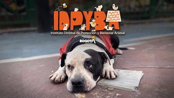 Denuncian sobrecosto por más del 100% en contrato para la eutanasia de animales en la Alcaldía de Bogotá