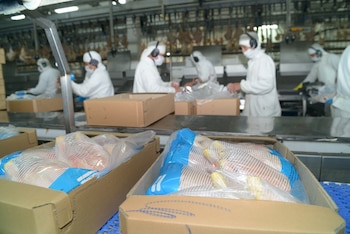 Pollo embalado listo para ser exportado