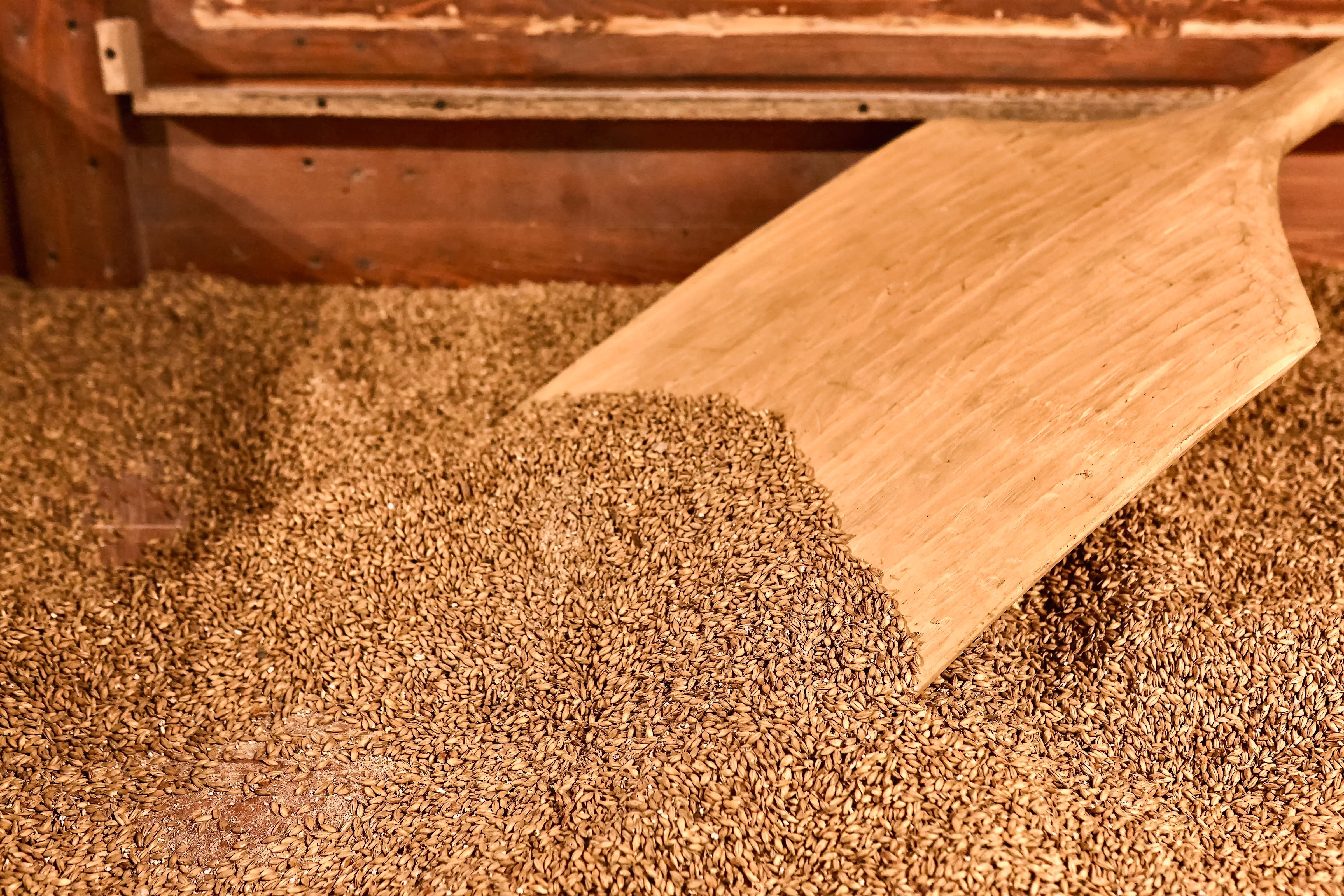 Además de la cebada y el lúpulo, la cerveza necesita levaduras, microorganismos responsables de la fermentación que transforman los azúcares en alcohol y generan perfiles de sabor específicos (Foto: Shutterstock)