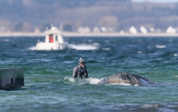 El biólogo marino Robert Marc Lehmann trata de ayudar a la ballena varada. (EFE/Selim Sudheimer)