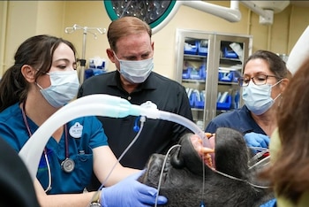 El control veterinario de Bakari incluyó una tomografía computarizada, radiografías del cráneo y una revisión odontológica (Instagram: @waltdisneyworldpresident)