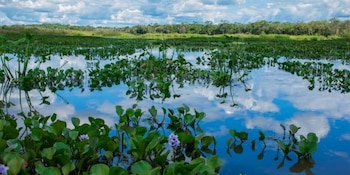 La araña Scaloneta fue encontrada