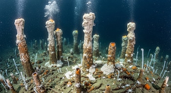 Chimeneas hidrotermales en el fondo marino con burbujas, pequeños crustáceos blancos sobre las estructuras y el lecho, y tubos de organismos blancos.