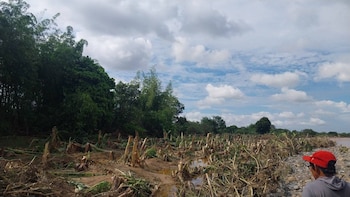 Agricultores de Tumbes denuncian falta de obras de prevención ante fuerte fenómeno El Niño: temen perder sus cosechas y tierras
