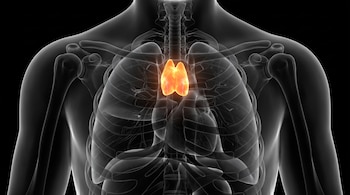 Render 3D de un torso humano translúcido con huesos, pulmones y corazón, que muestra la glándula timo iluminada en color naranja en el centro.