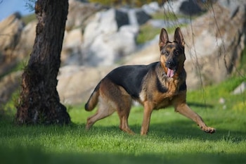 Un perro pastor alemán camina sobre césped verde junto a un tronco de árbol y rocas al fondo