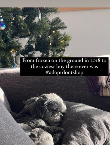 Recientemente, miembros del SRSL compartieron el radical cambio de Pilgrim, a quien rescataron hace seis años.