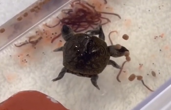 Vista superior de una pequeña tortuga de dos cabezas en un recipiente con agua, lombrices rojas y gránulos de comida