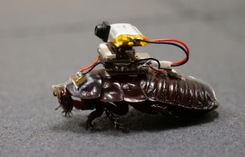 Una cucaracha de perfil sobre una superficie gris con un dispositivo electrónico, una minicámara y cables montados en su dorso