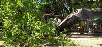 Las autoridades locales investigan las causas del desplome de un árbol en un área comercial que destruyó motocicletas y dañó infraestructura eléctrica - crédito captura de pantalla Enlace Televisión