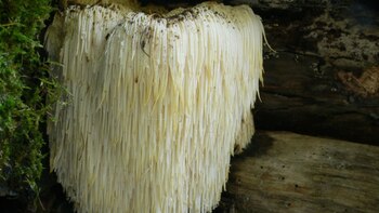 Este alimento pertenece a la