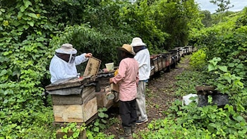 La exportación de miel guatemalteca crece en el primer cuatrimestre de 2026