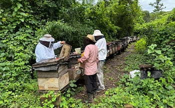 La exportación de miel natural generó ingresos superiores a Q1,96 millones para Guatemala durante el primer cuatrimestre de 2026, según datos oficiales del MAGA. (Cortesía: MAGA)