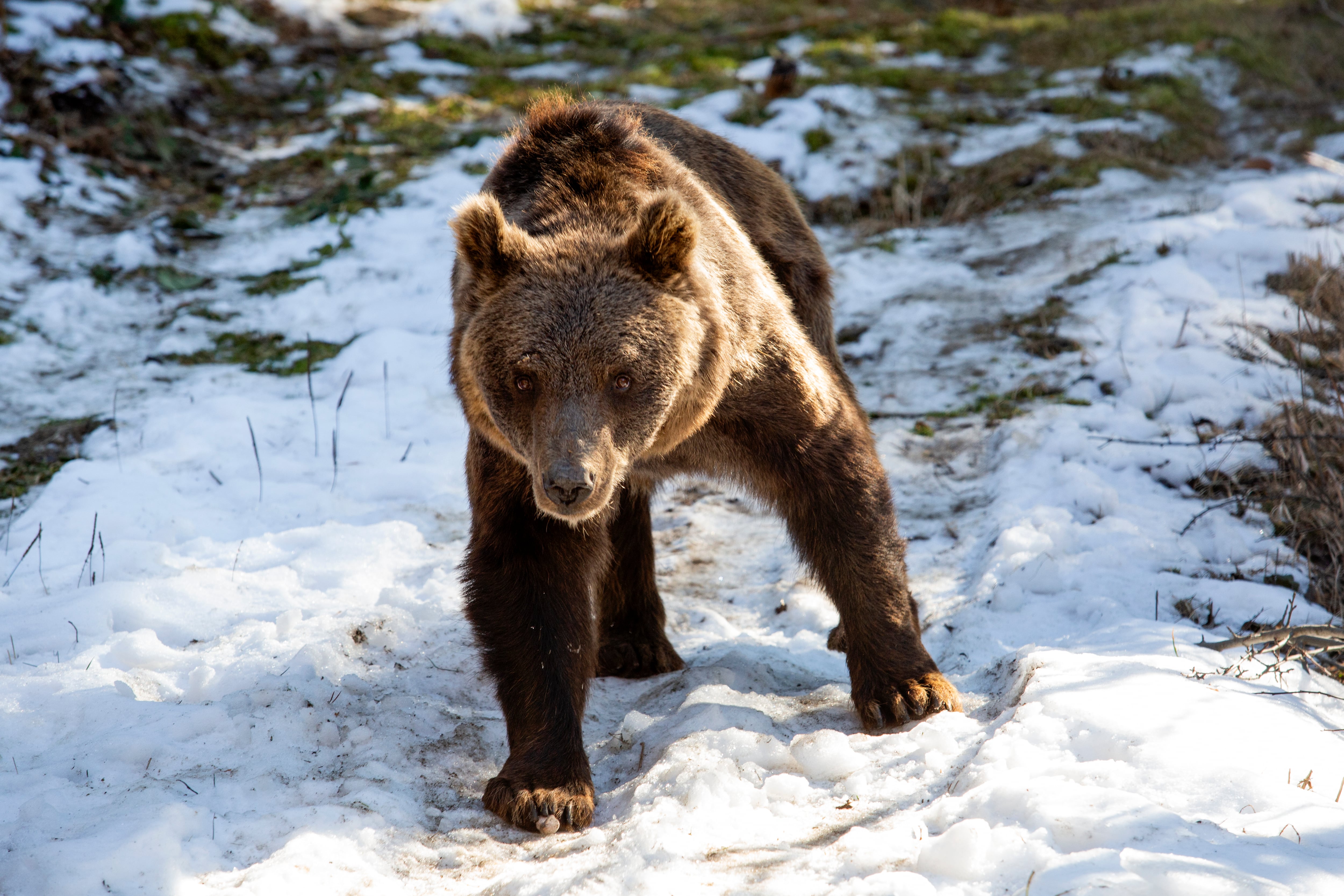 Florencia pisa por primera vez la nieve. Atrás quedó la celda estrecha y el maltrato (Four Paws)