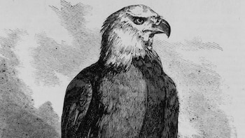 El legado de Old Abe,