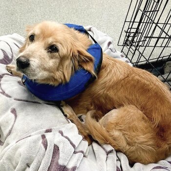 Un refugio local hizo una