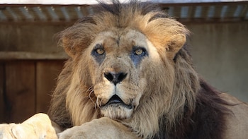 Muere el león más viejo de Europa a una edad sorprendente: vivía en un santuario en Francia tras ser rescatado de un circo