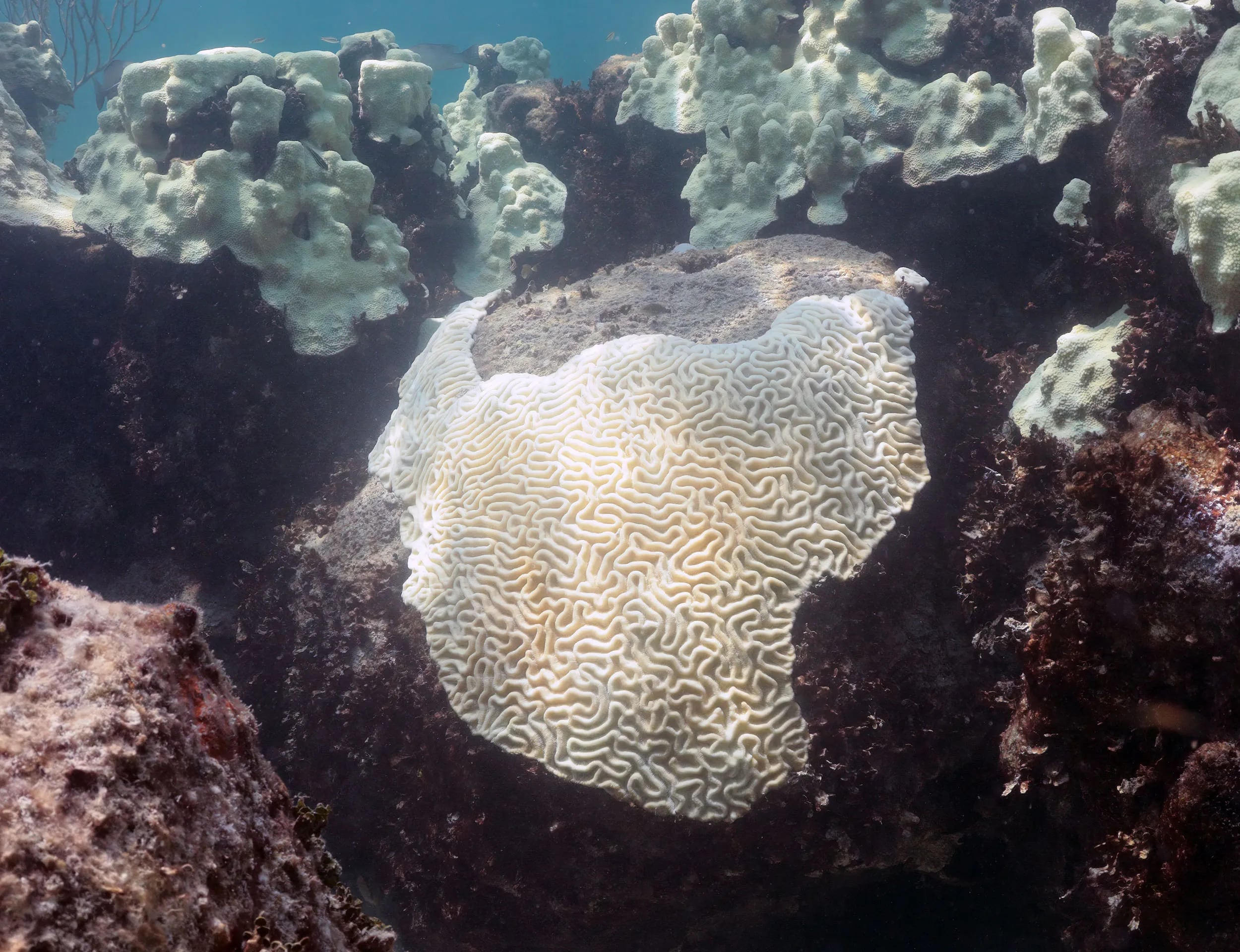 El infante atmosférico podría propiciar el blanqueamiento de los corales. EFE/NOAA