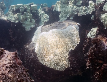 El infante atmosférico podría propiciar el blanqueamiento de los corales. EFE/NOAA