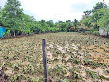 Campo agrícola inundado con plantas verdes cubiertas de lodo. Poste de madera con alambre en primer plano. Árboles, palmeras y cielo nublado al fondo