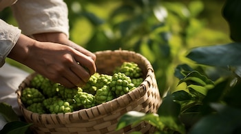 esta fruta tropical normalmente se