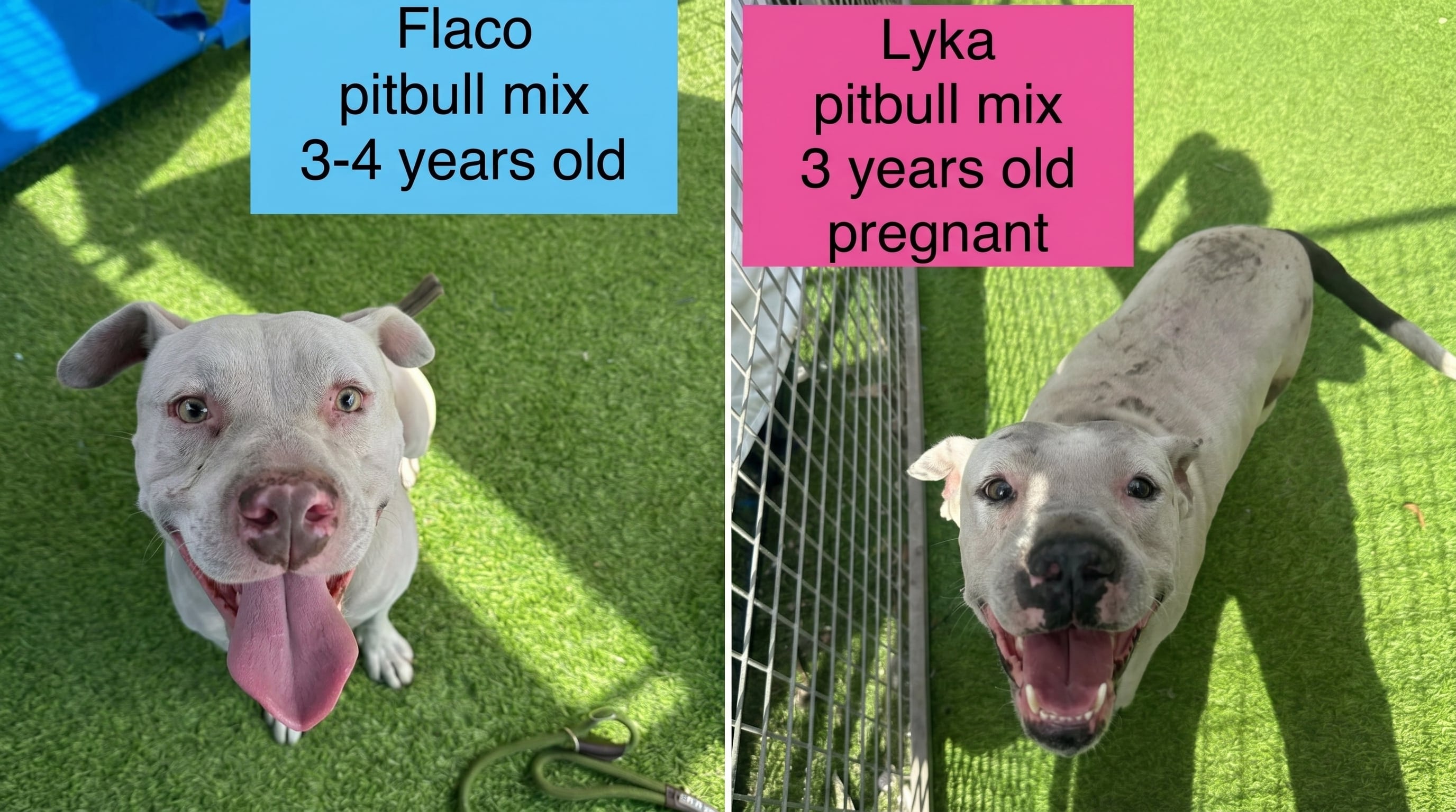 Flaco, un pitbull americano, y Lyka, una perra preñada, fueron rescatados tras la deportación de sus dueños a México en Tampa (Instagram: @mercyfullproject).