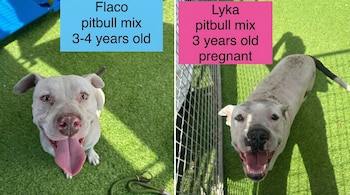 Vista aérea de dos perros pitbull mix de color blanco en césped artificial verde. El de la izquierda con lengua fuera, el de la derecha está sonriendo.