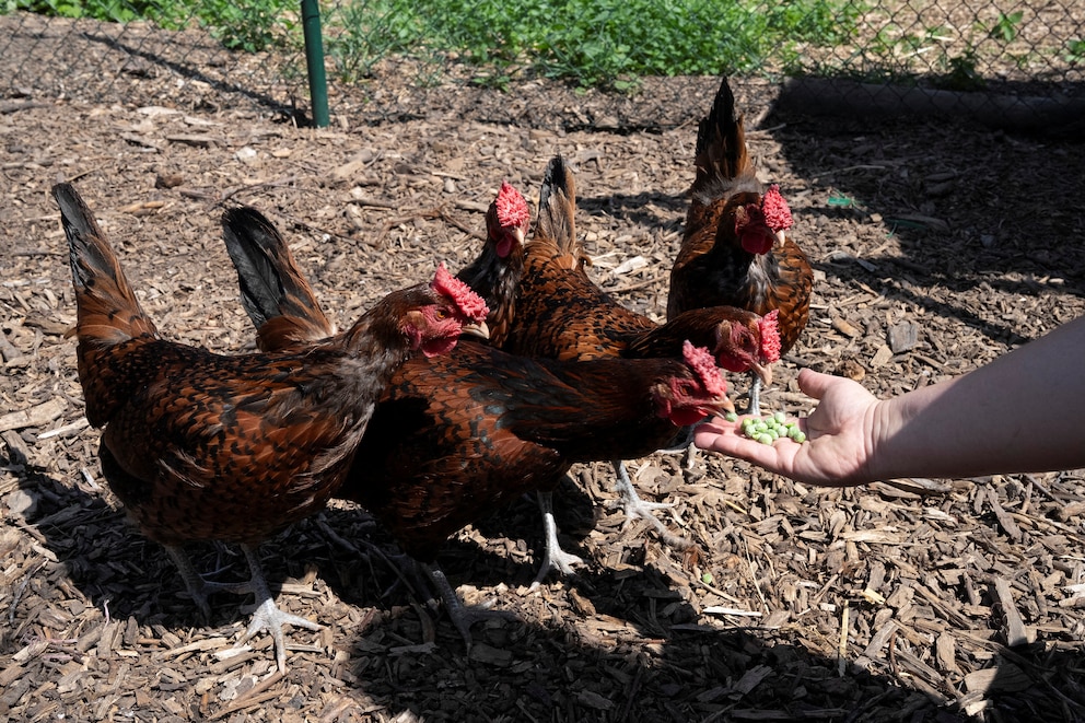 Del sudeste asiático al mundo: cómo la domesticación convirtió al pollo en el ave clave de la alimentación global