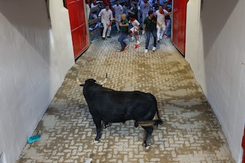 Uno de los toros de