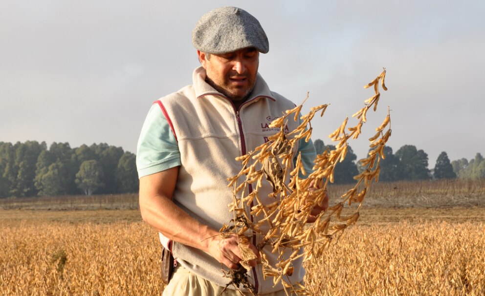 El índice sojero sigue en caída y refleja la baja competitividad del agro argentino