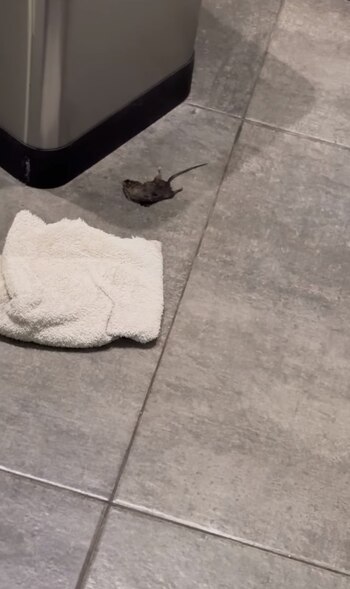 Cinthia Fernández encontró una rata