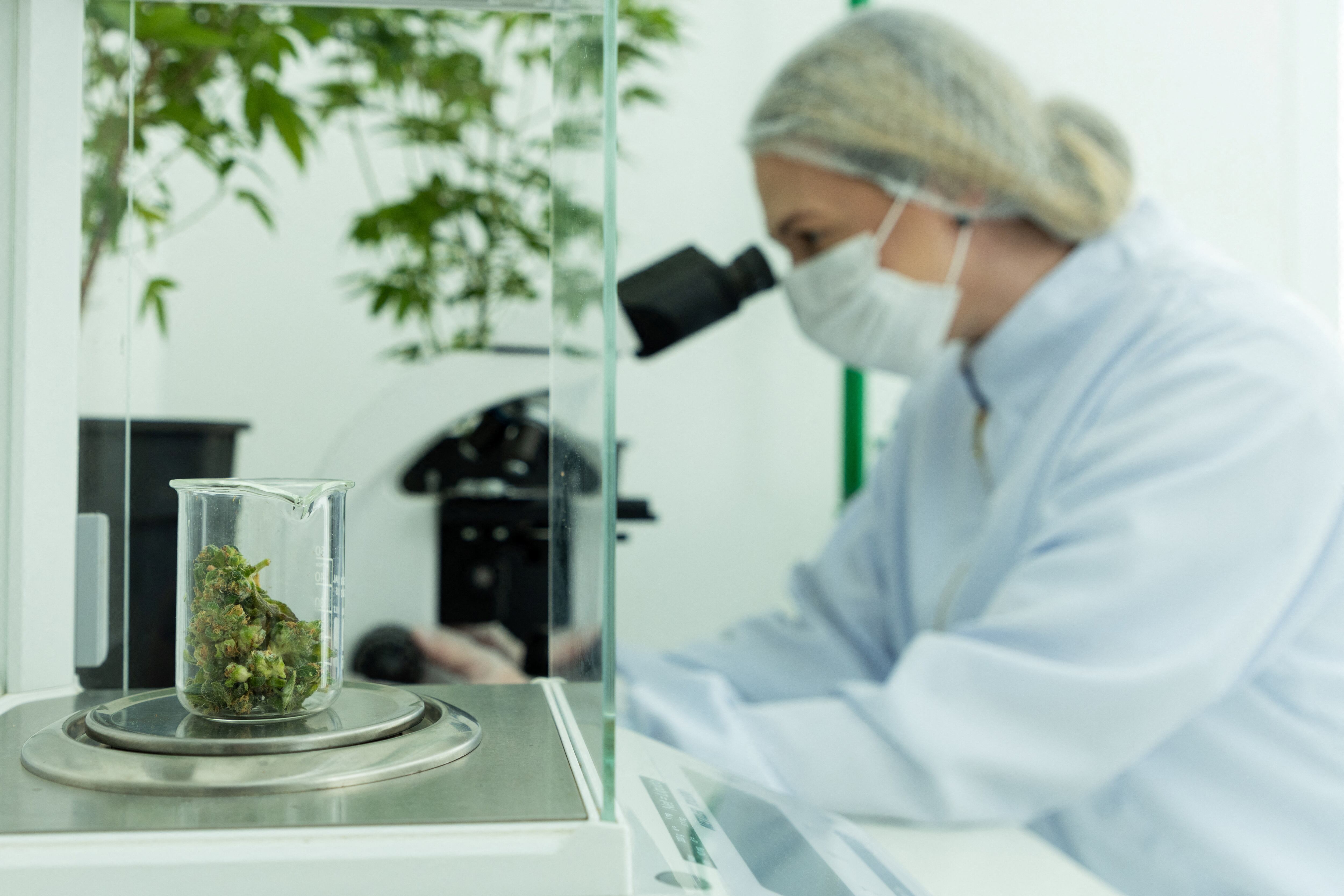 El consumo reiterado de marihuana podría estar vinculado a la demencia según un estudio de JAMA Neurology. (REUTERS/Kira Duarte)