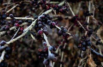 Hojas y frutos de café