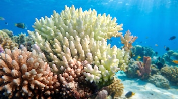 Primer plano de un coral ramificado de color amarillo claro y otro coral ramificado de color melocotón en un arrecife submarino con peces y arena en el fondo.