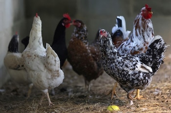 La Secretaría de Agricultura, Ganadería y Pesca de la Nación aprobó cuatro vacunas para la sanidad del sector aviar (REUTERS/Ricardo Moraes)