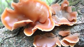 Auricularia fuscosuccinea, conocido como oreja de Judas, es un hongo comestible utilizado en la cocina y medicina tradicional (Imagen Ilustrativa Infobae)