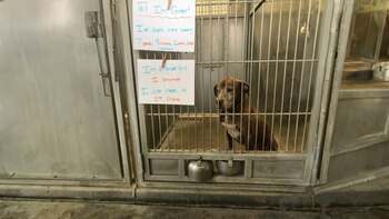 Ginger esperó durante siete años