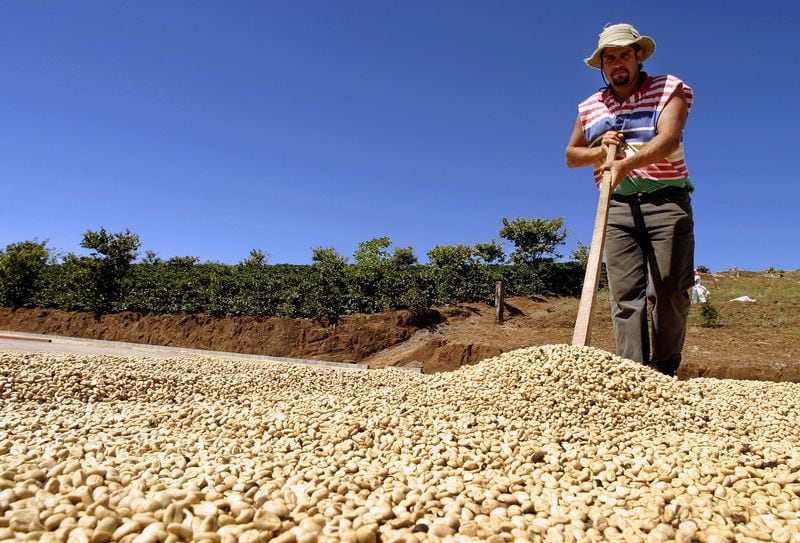 Imagen de archivo. Un trabajador cafetalero seca café en una planta procesadora en Cirri de Naranjo, 40 millas al norte de San José, Costa Rica. REUTERS/Juan Carlos Ulate JCU