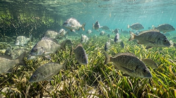 Decenas de peces plateados nadan en agua clara sobre vegetación marina verde iluminada por la luz solar.