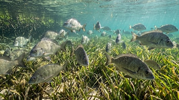 Las praderas marinas de Australia se recuperaron tras ciclones e inundaciones, pero cambiaron sus comunidades de peces