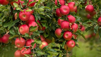 El “otro agro” busca sostenerse en un escenario más exigente