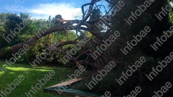Pidió una inspección urgente por un árbol con riesgo de caída, el municipio demoró el trámite y el pino terminó aplastando su casa