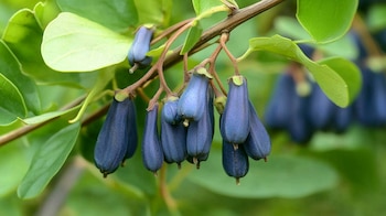 La madreselva, también conocida como