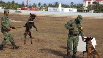 Cómo adoptar un perro jubilado