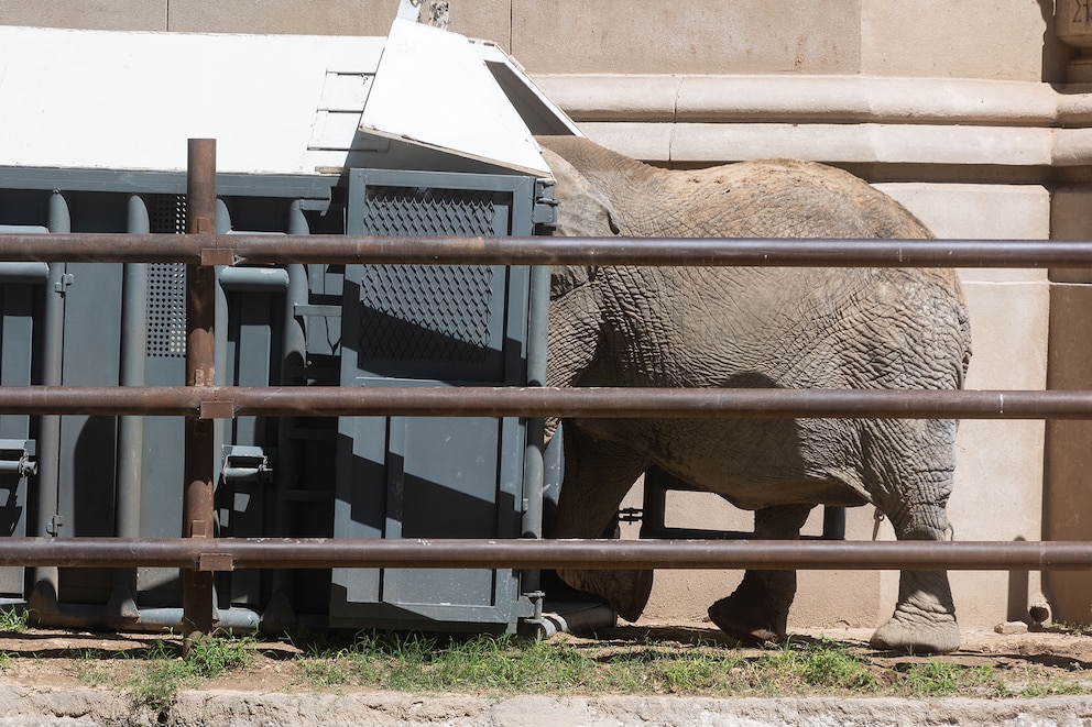 elefante