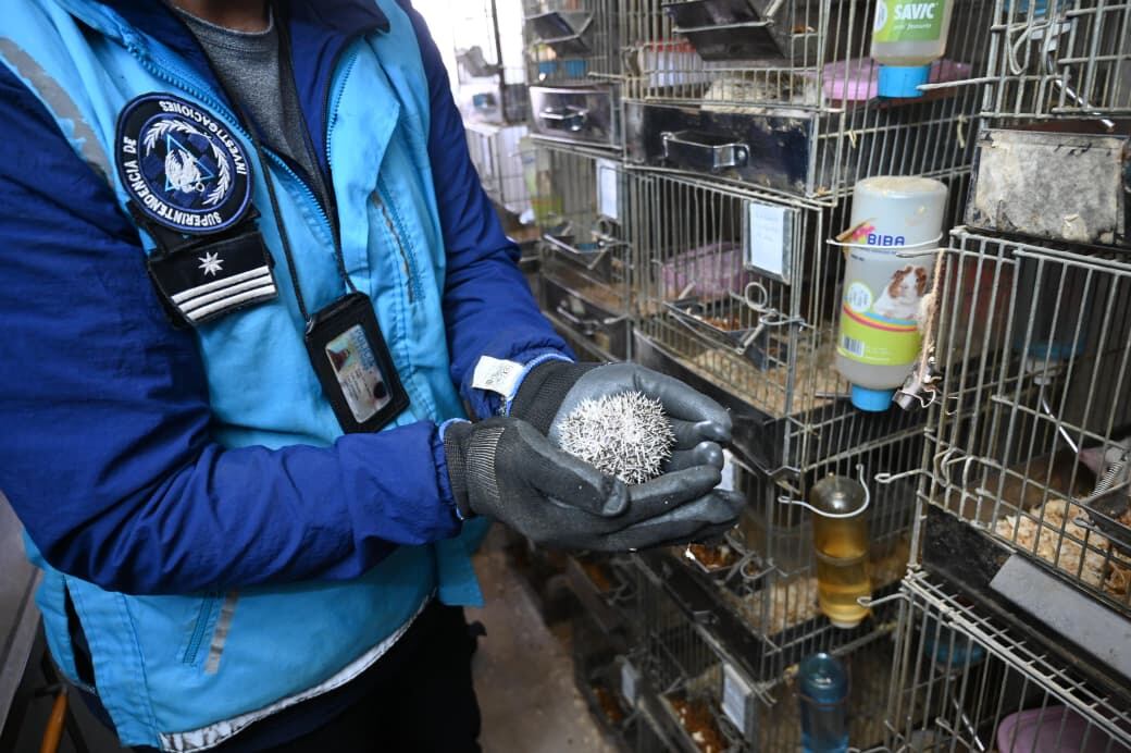 El operativo estuvo a cargo de la Policía de la Ciudad y la Unidad Fiscal Especializada en Materia Ambienta