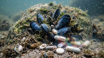 Un inesperado contaminante en el mar Báltico: detectan decenas de fármacos en las aguas